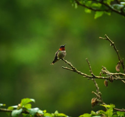 hummingbird on a branch