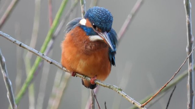 Eisvogel sitzt im Ge&auml;st am Ufer der Mosel