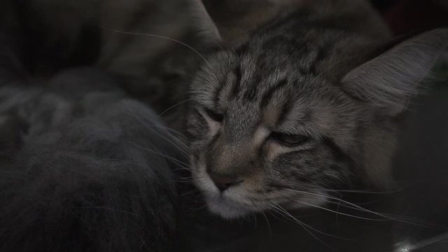 Close-up of a Maine Coon sleepy cat.Dim lighting. 1920 X 1080 Full Hd.