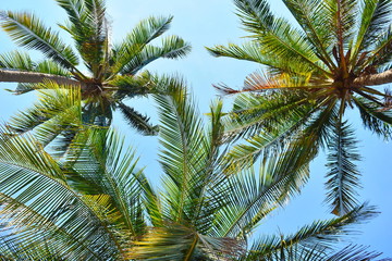 Fototapeta na wymiar blue sky with palm trees. Tropical Paradise