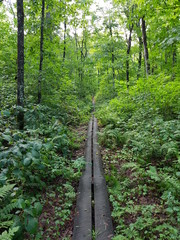 Camino estrecho de madera entre vegetación