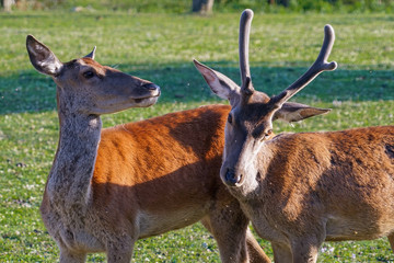 A pair of young red deer posing on the lawn of a deer nursery in the rays of the evening sun