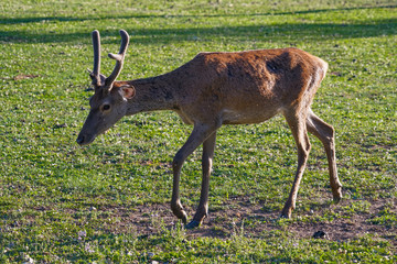 Young red deer grazes on the lawn of a deer nursery