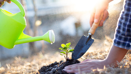 Two men are planting trees and watering them to help increase oxygen in the air and reduce global...