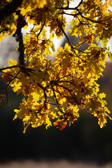 Obraz premium Oak leaves in backlight a beautiful autumn day in Sweden 