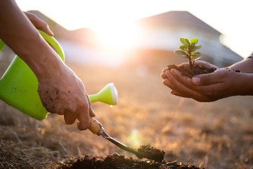 Two men are planting trees and watering them to help increase oxygen in the air, Save world save...
