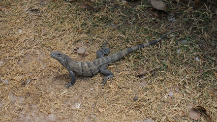 Iguana creeps on the ground.