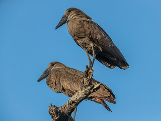 A Hammerkop couple roosting in the evening light, Lake Baringo, Kenya