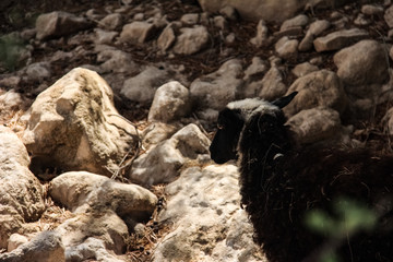 Sheep among the rocks