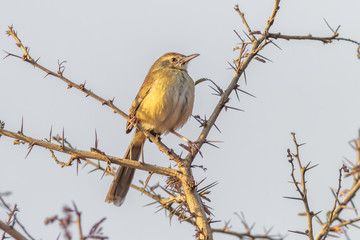 Warbler bird perched on a thorny branch