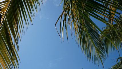 Palm tree with coconuts and the blue sky at a resort during vacation in Mexico.