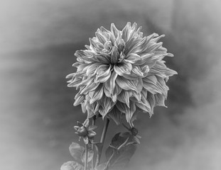 Abstract Black and white close up shot of Dhalia Flower