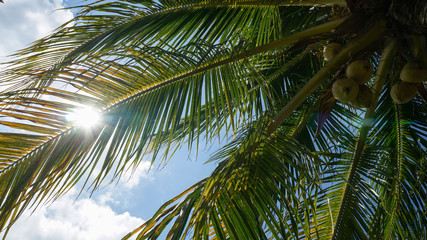 Palm tree with coconuts and the blue sky at a resort during vacation in Mexico.