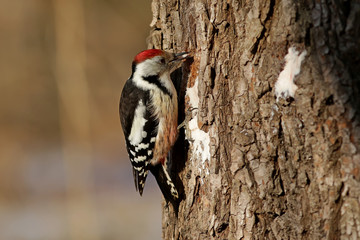 woodpecker on a tree