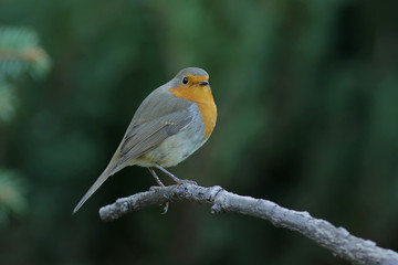 robin perched on branch