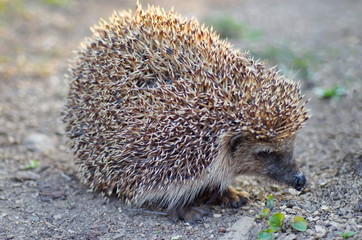 Common hedgehog in natural habitat outdoors in the nature