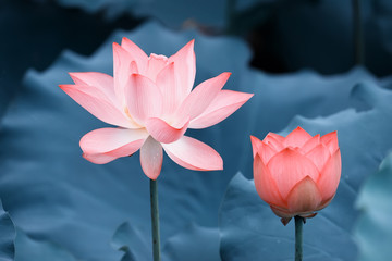 lotus or waterlily flower in the pond
