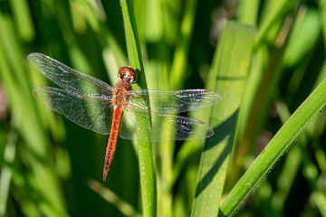 Pantala flavescens (globe skimmer, globe wanderer or wandering glider) dragonfly resting on a blade on grass in early morning sunlight, Entebbe, Uganda