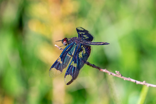 Male rhyothemis fenestrina (also known as the Black-winged flutterer, Golden flutterer, or Skylight flutterer) dragonfly perched on a twig, Entebbe, Uganda