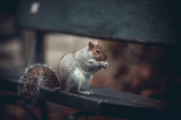 scoiattolo con cibo