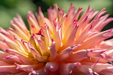 Macro shot of pointy petals of a pink and yellow dahlia flower