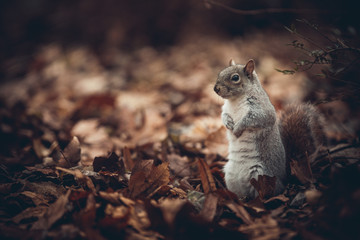 scoiattolo nel bosco