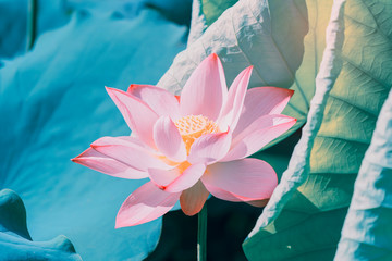 lotus or waterlily flower in the pond