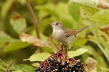 bird on a branch