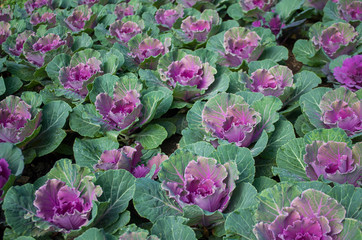 Obraz premium Purple and green decorative ornamental cabbage in a botanical garden.