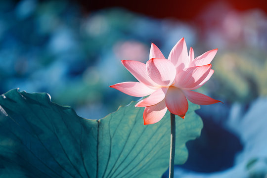 lotus or waterlily flower in the pond