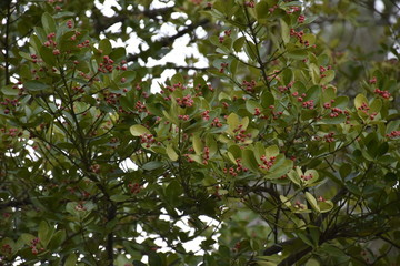 green leaves of tree