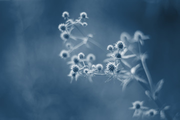 Abstract natural background flowers planum of thorns. Color of the year 2020 classic blue toned. Selective focus.
