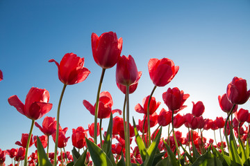 Red tulips growing in a bulb field in Holland