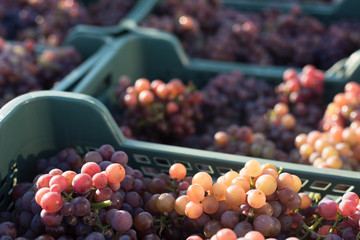 Grape. Harvesting. Morning light. Pink grapes