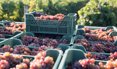 Grape. Harvesting. Morning light. Pink grapes