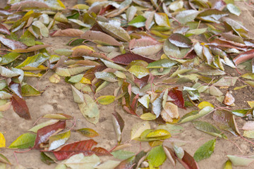 Cherry tree leaves in the snow. Hoarfrost on fallen leaves and trees. Background of frozen yellow leaves
