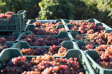 Grape. Harvesting. Morning light. Pink grapes