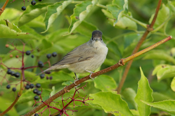 sparrow on a branch