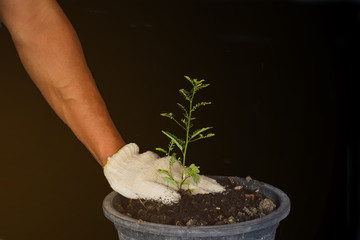 Hand of young man wearing protective gloves to prevent soil mess while planting trees.