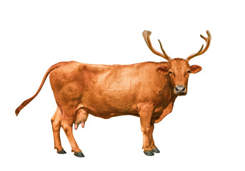 Cow with deer horns on a white background.