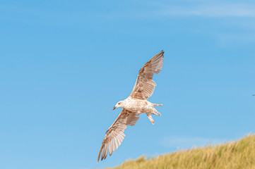 In Holland am Strand und an der Küste