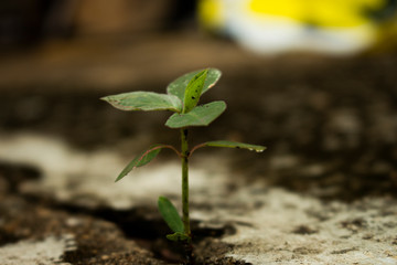 Plant