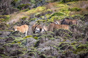 A group of Eland antelopes (Taurotragus oryx) foraging in fynbos vegetation, South Africa