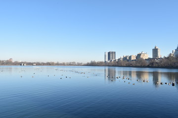 Ducks on water at central park reservior