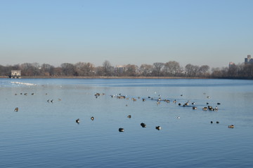 Ducks on water at central park reservior