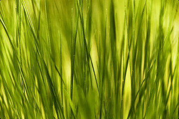 Grass
