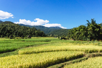 Fototapeta premium Sunny summer rice field landscape. Forest mountain exotic vacation in Thailand.