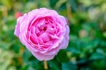 Pink rose flower in green garden background
