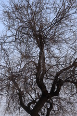 Les branches dans le ciel 