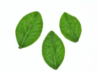 green leaf isolated on white background
